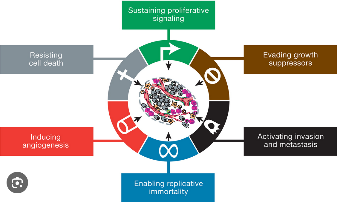 Figure 1. The hallmarks of cancer (from Hanahan & Weinberg, 2011). Hallmarks of cancer