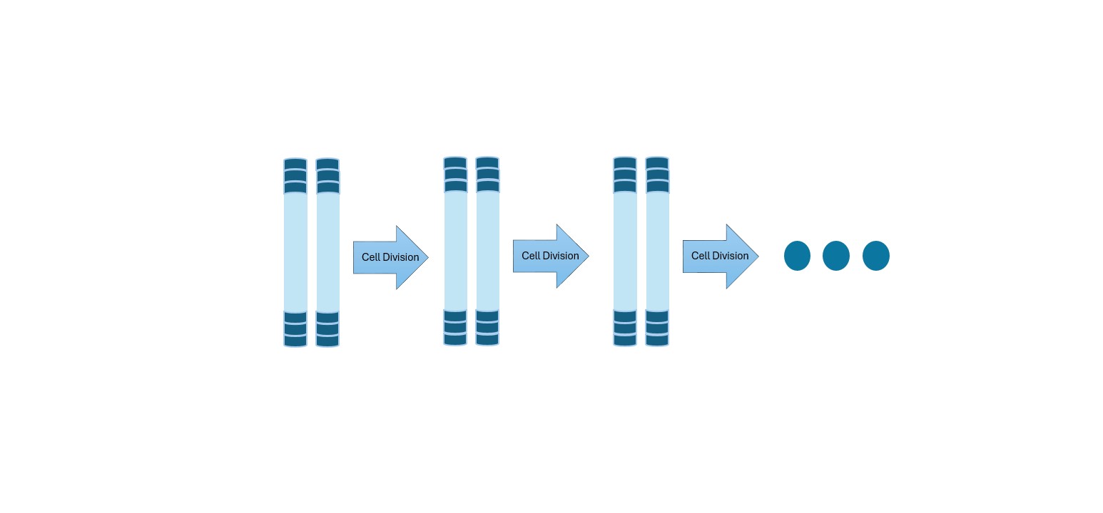 Figure 3. In cancer cells, the maintenance of telomere length results in indefinite division. Telomeres not shortening