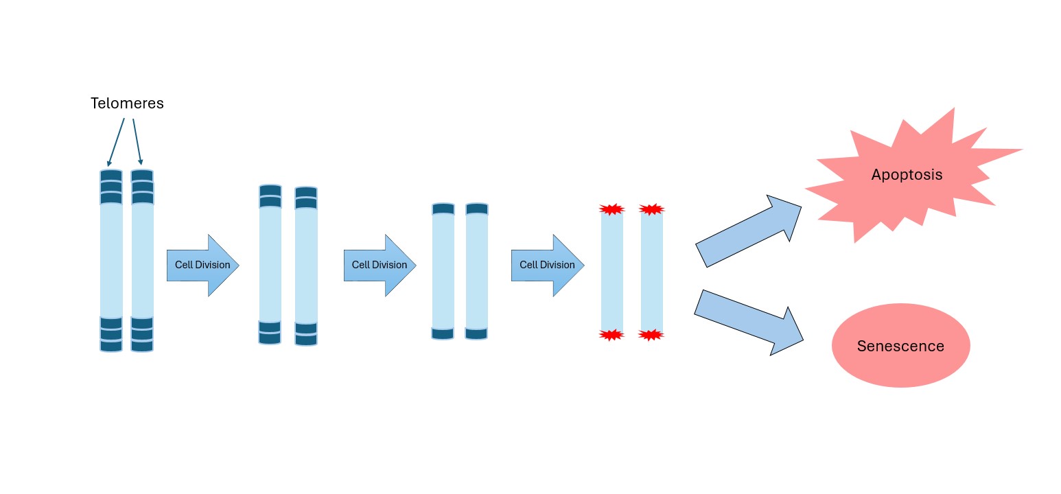 Figure 2. In normal somatic cells, division stops after a critically short length of telomeres is reached. Telomeres shortening